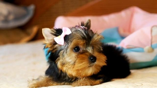 Щенок йорка на продажу / Замечательный малыш йоркширского терьера смотреть онлайн