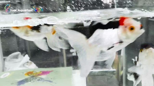 ??German BLUE RAM Fish Tank Mates ✅- German Blue Ram Fish | Blues Aquarium | Tamil смотреть онлайн