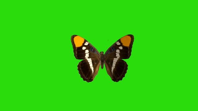 Бабочка на зеленом фоне Green Sceen Butterfly