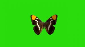 Бабочка на зеленом фоне Green sceen butterfly