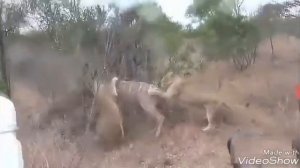 Охота львов