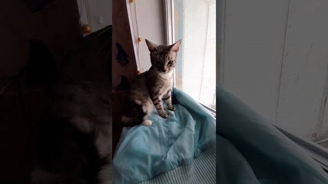 Маленькая голова и длинные задние ноги бегуна.Кот Сёма . Small head . смотреть онлайн