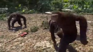 ОБЕЗЬЯНЫ ЖЕСТКО ФЛЕКСЯТ ПОД ПЕСНЮ ДЛЯ ОБЕЗЬЯН?(-уши)