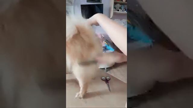 Стрижка Собаки смотреть онлайн