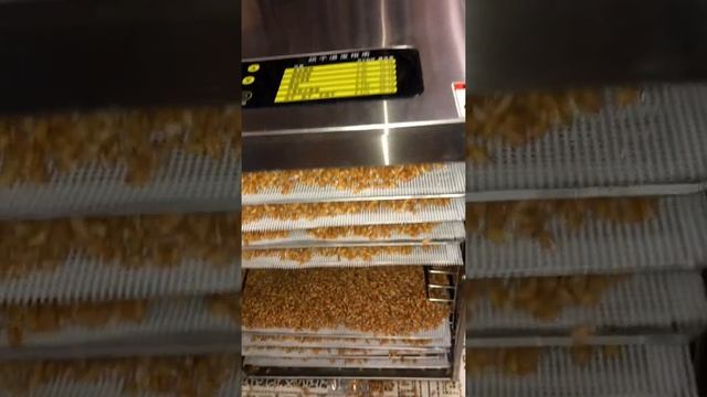 Солод . Проращивание. Сушка солода.#солод