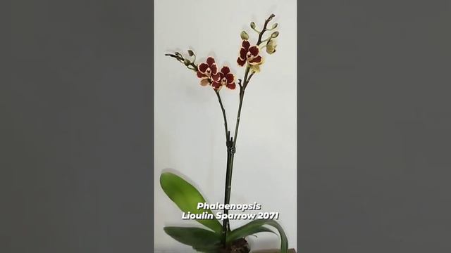 Phalaenopsis Lioulin Sparrow 2071 in Santa Cruz Bolivia 🇧🇴 смотреть онлайн
