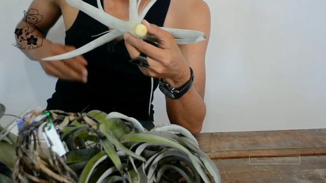 Tips perbanyak Tillandsia xerographica смотреть онлайн