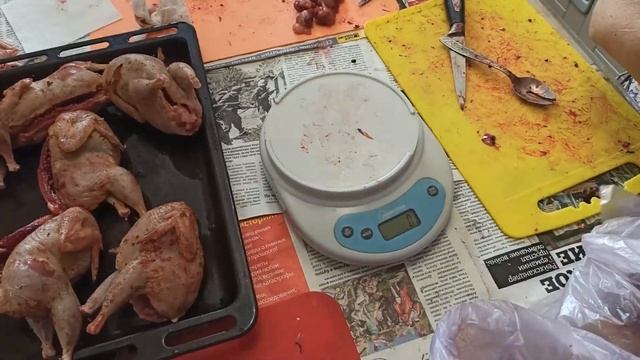 Техасский перепел. Забой самцов перепелов. Вес тушки перепела в 52 дня. смотреть онлайн