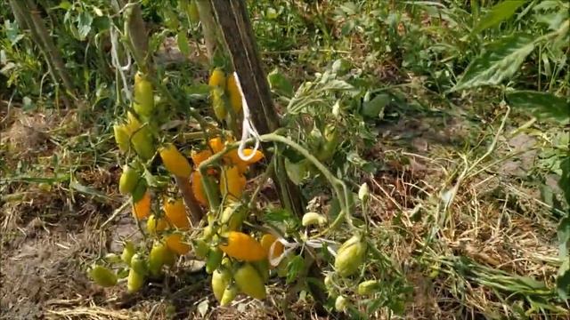 Томат БАНАНОВЫЕ НОГИ ? от Партнера.ПОПРОБУЙ срочно !!! смотреть онлайн