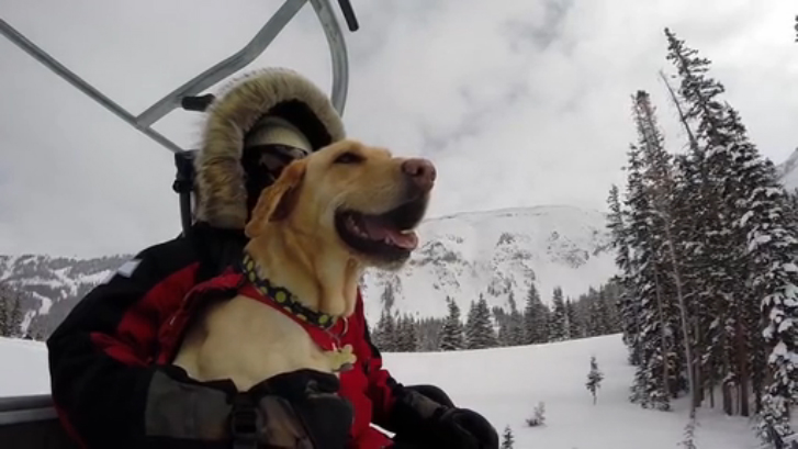 GoPro: Псы - спасатели смотреть онлайн