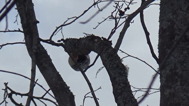 Белоспинный дятел. смотреть онлайн
