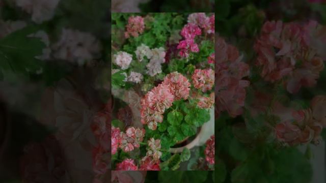 스타덤오렌지화이트바이칼라, 드림러버 смотреть онлайн