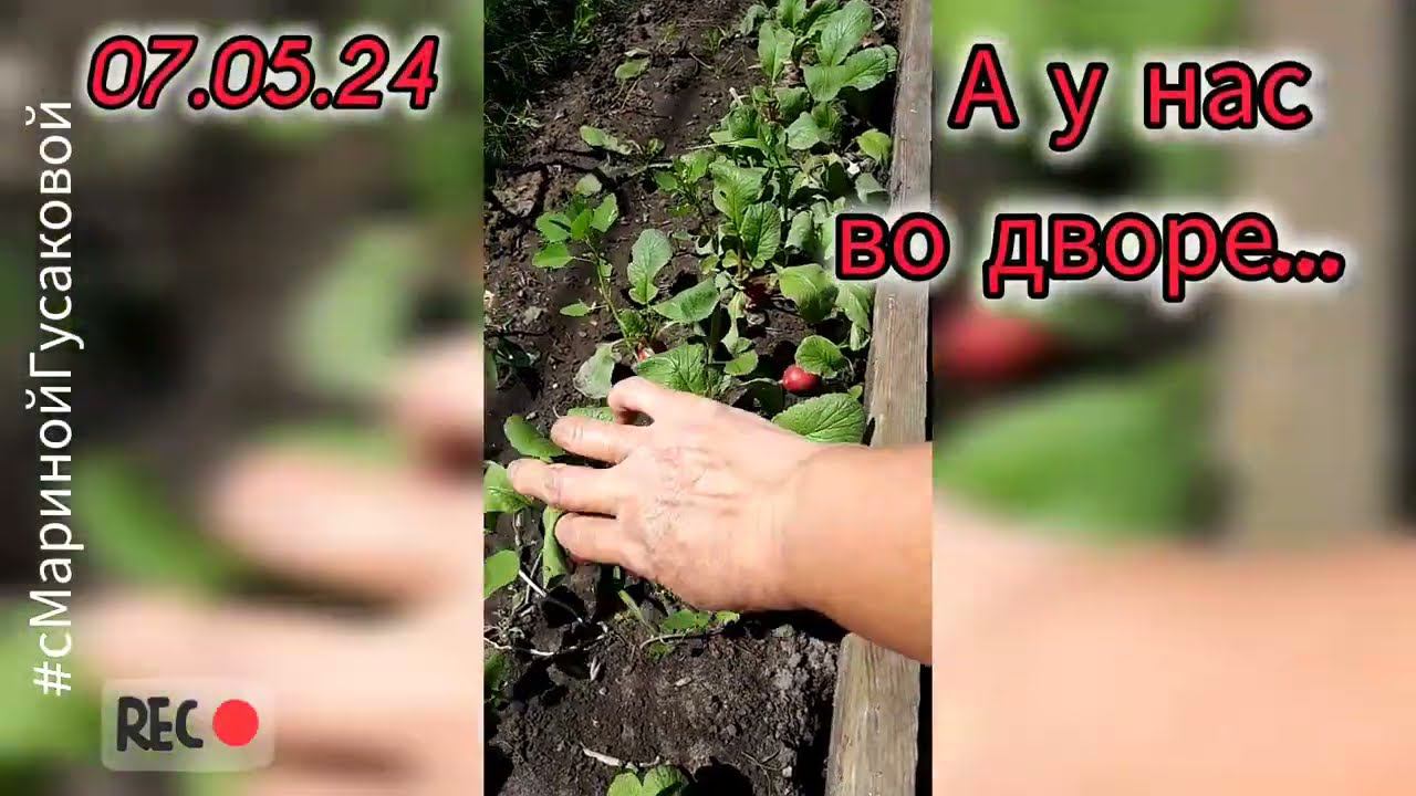 ВЕСНА, все растет, зеленеет, хорошеет с каждым днем.Обзор от 07.05.24 | с Мариной Гусаковой смотреть онлайн