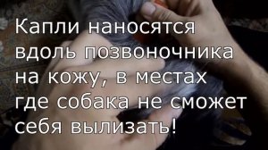94. Как обработать собаку каплями от клещей?