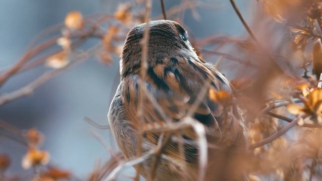 Музыка для исцеления всех болей тела, души и духа ? Музыка для сна, души и тела смотреть онлайн