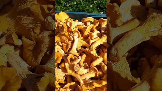 Лесные приготовления