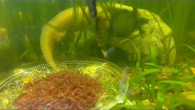 Ещё немного о аксалотлях