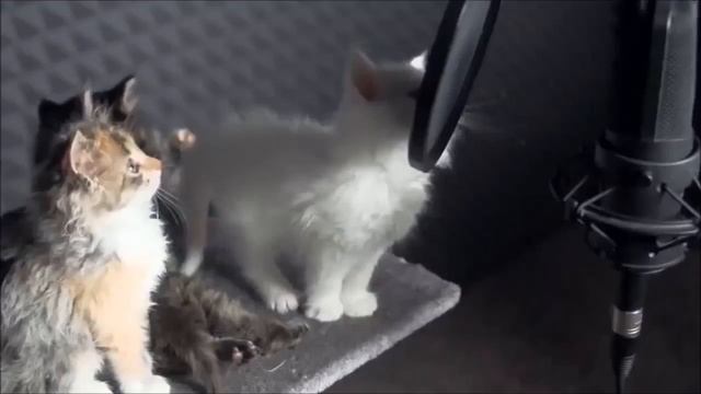 Милые песни кошек)) смотреть онлайн