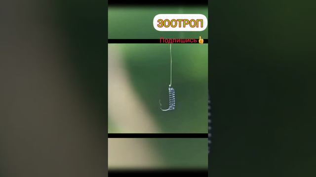 DIY. Крючок для манки на рыбалку. Карась на манку. Рыбак. #зоотроп смотреть онлайн