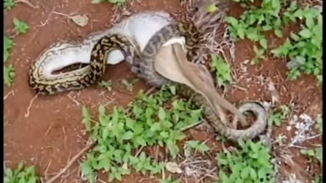 Самая большая змея в мире! the biggest snake in the world смотреть онлайн
