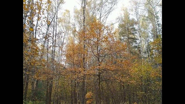 Октябрьский день в лесу/Октомврийски ден в гората/October day in the woods 🌳🍂🍁 08.10.2020 смотреть онлайн