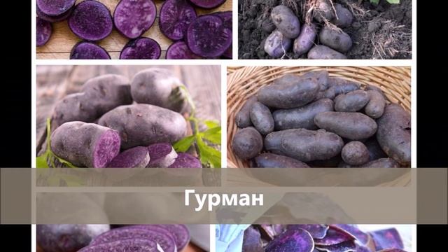 Семенной картофель редких сортов. Сбор заказов на весну 2021 смотреть онлайн
