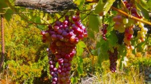 Изобильная виноградная Лоза - песня