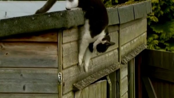 Кошки Кло-Хилл / Cats of Claw Hill. 3 серия - Соседский взгляд (2009)