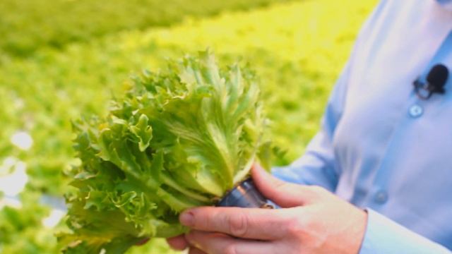 Салаты с Лавровым Листом