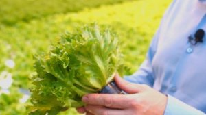 В чем отличия салата Айсберг