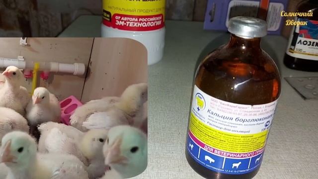 Чудодейственный препарат для бройлеров. Бройлер сел на ноги, что делать. Пропаивание цыплят.