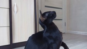 Ориентальная Кошка Против Птицы | Черный Ориентал