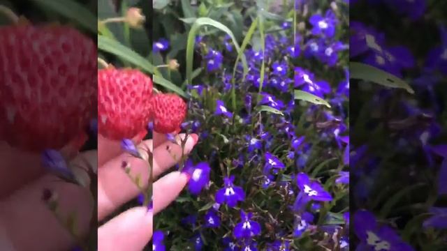 Роза Аспирин смотреть онлайн