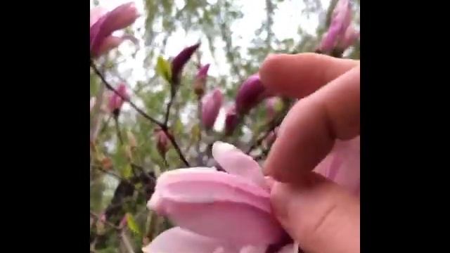 Магнолии. Музыка - Владимир Шишлов, съемка - Артем Паршин смотреть онлайн