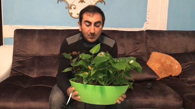 Обзор групповой посадки антуриумов в грунт Zeoflora спустя 3 месяца