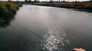 ГДЕ и КАК я ЛОВЛЮ ЯЗЯ НА ПЕРЕКАТАХ. Рыбалка на Исетских перекатах на спиннинг.