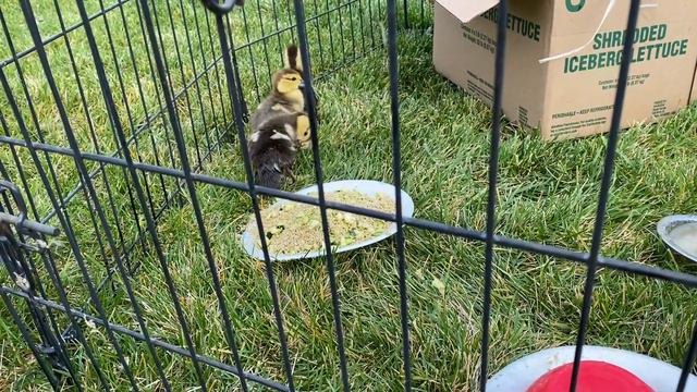 Филип похож на Кевина из Один Дома. Учит утят плавать. Philipp looks like KEVIN. Ducks and chickens смотреть онлайн