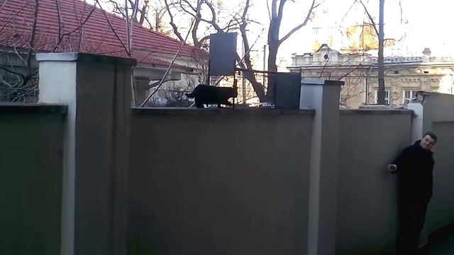 Как поймать кошку с помощью ловушки смотреть онлайн