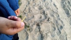 Рыбалка на сома на донки. Наживка - выползок и саранча