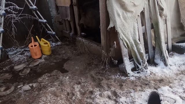 Дикий кабан Фунтик. Башка дикого кабана в 2 года. смотреть онлайн