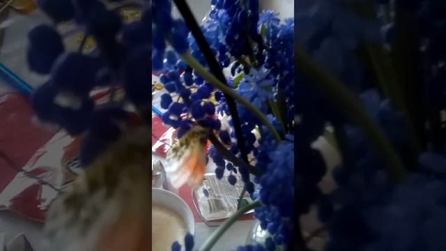 Что едят бабочки смотреть онлайн