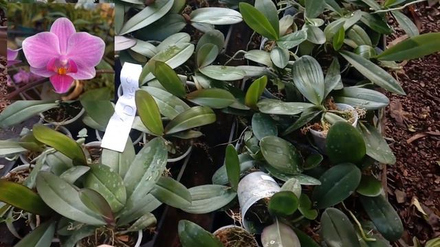 LINDA ORQUÍDEA PHALAENOPSIS ROSA CLARO PRE ADUULTA смотреть онлайн