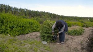 САДЫ УРАЛА Как собрать жимолость