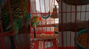 Попугай сломал лапу что делать?