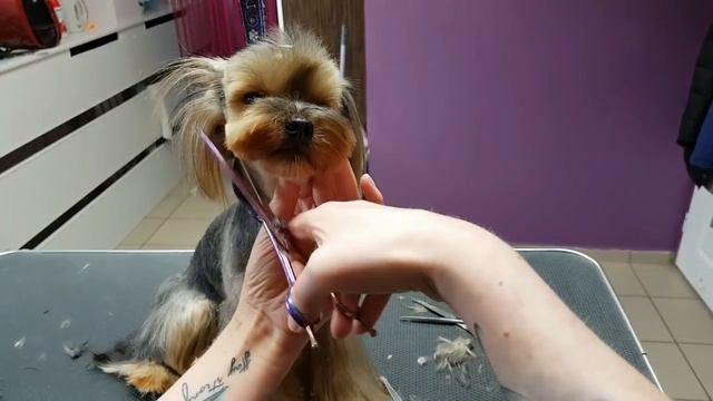 Strzyżenie Yorka Styl Azjatycki/Haircut York Asian style смотреть онлайн
