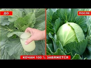 ОТ ЭТОЙ ПОДКОРМКИ КАПУСТА РАСТЁТ НА ГЛАЗАХ! КРЕПКИЙ КОЧАН КАПУСТЫ ЗАВЯЖЕТСЯ 100 %