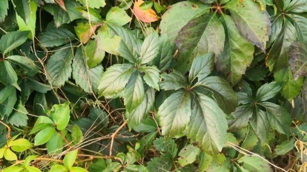 Poison ivy. Осторожно!  Ядовитые растения в США  . Как выглядит ядовитый плющ.