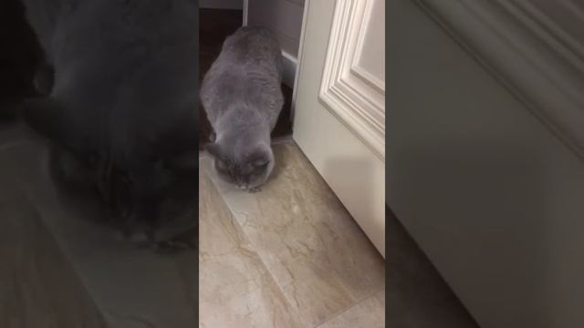 Как дрессировать кошек. Самая умная и красивая Британка смотреть онлайн