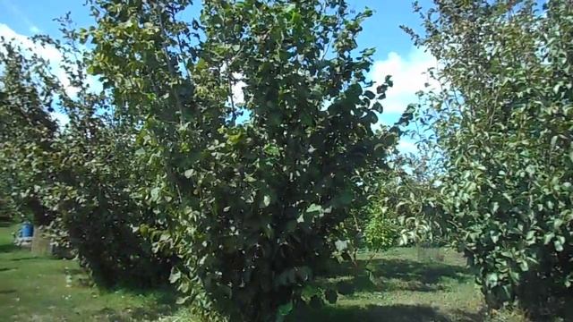 Фундук для средней полосы России Тамбовский ранний, начало сбора урожая смотреть онлайн