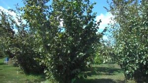 Фундук для средней полосы России  Тамбовский ранний, начало сбора урожая